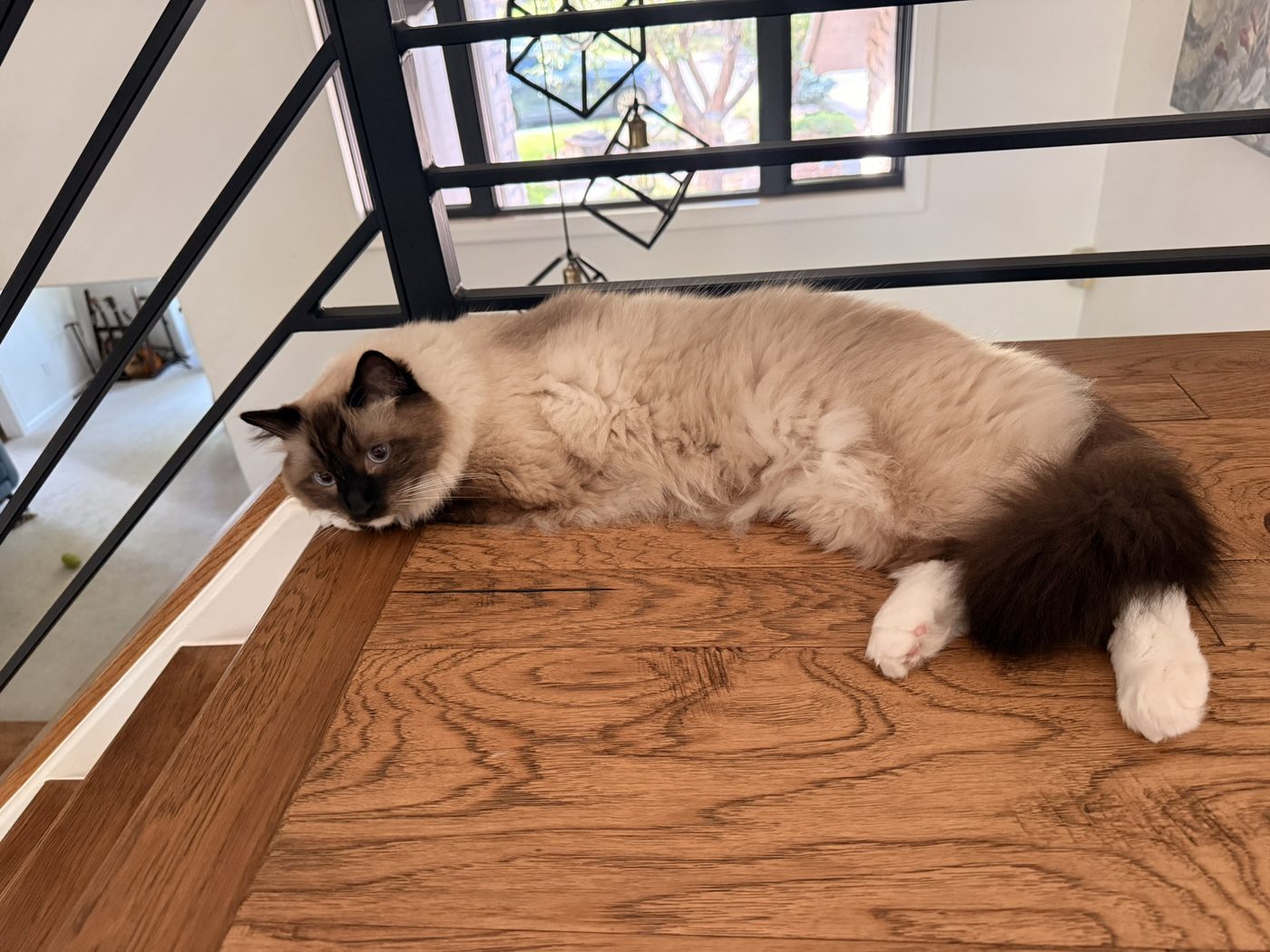 A seal-point Ragdoll cat sprawled at the top of the stairs