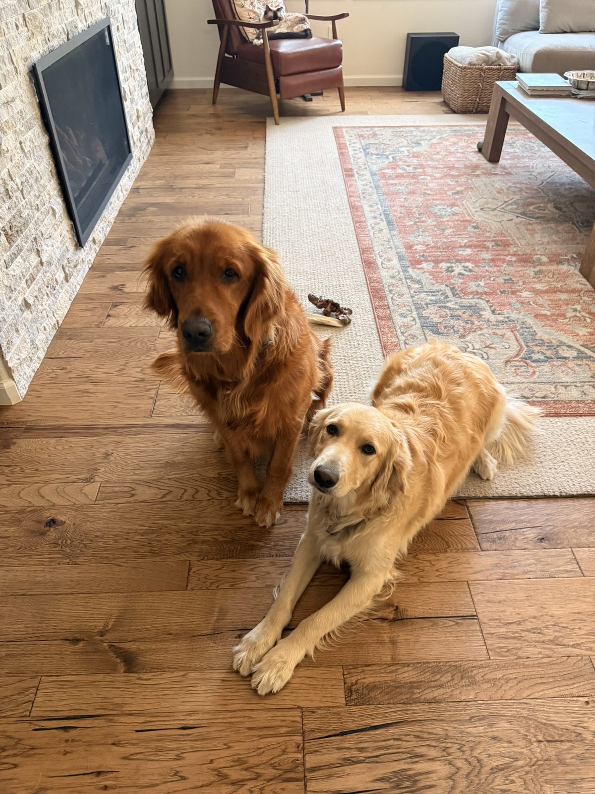 Two golden retrievers, one red and one cream, on a wooden floor