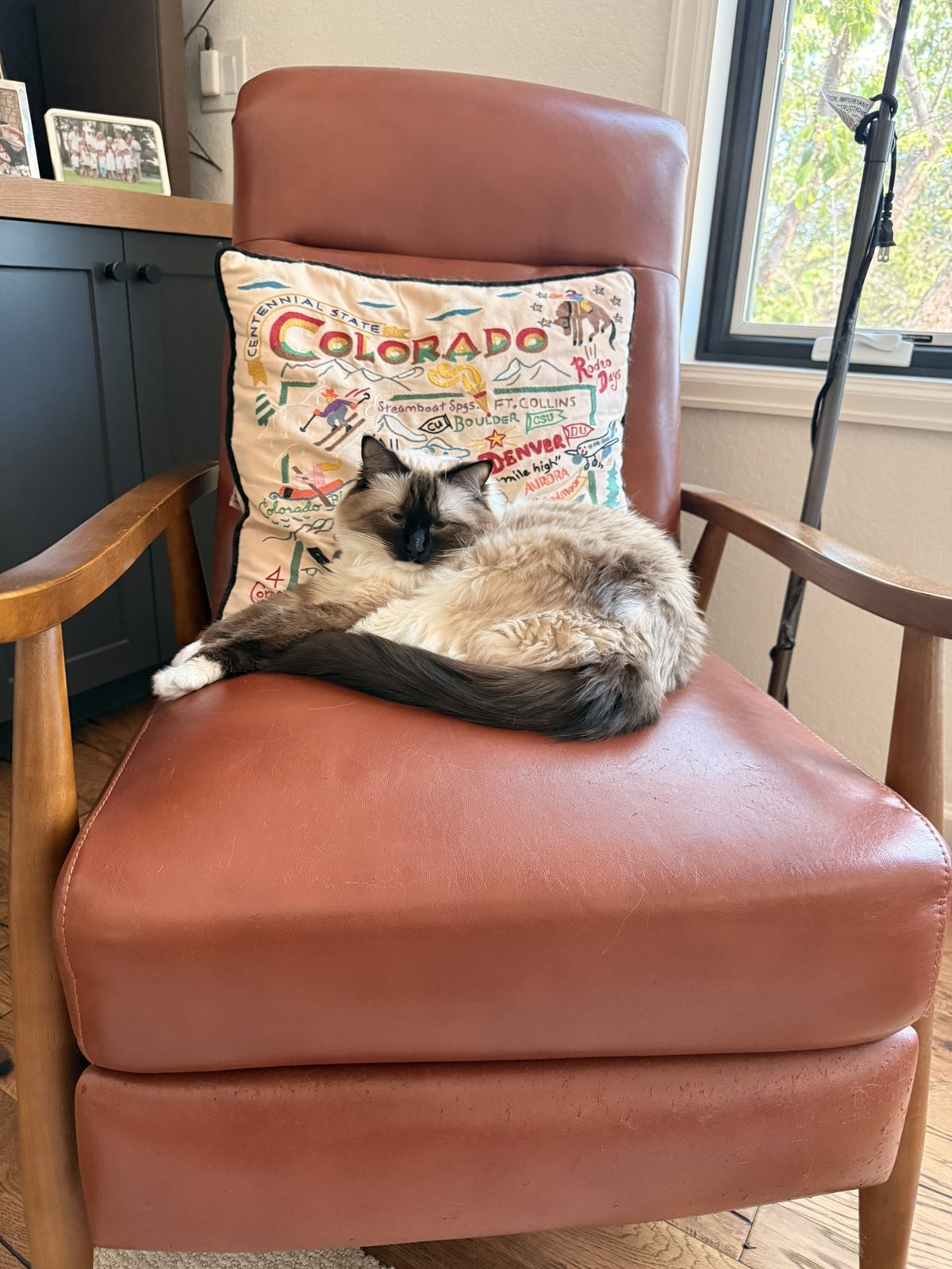 A Ragdoll cat curled on a leather armchair in front of a Colorado cushion